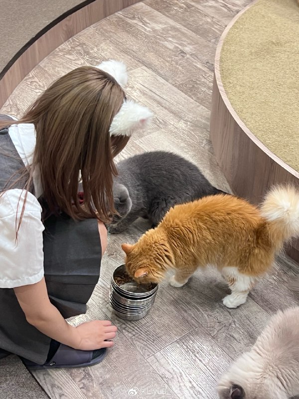 和猫猫的一天🐈 source和猫猫的一天🐈 source