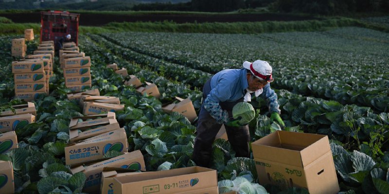日本正向海外劳工敞开大门，甚至允许他们永久居留