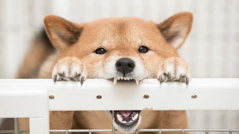 犬生并非全是快乐：30%的宠物犬无法每天散步，60%散步时间不到30分钟