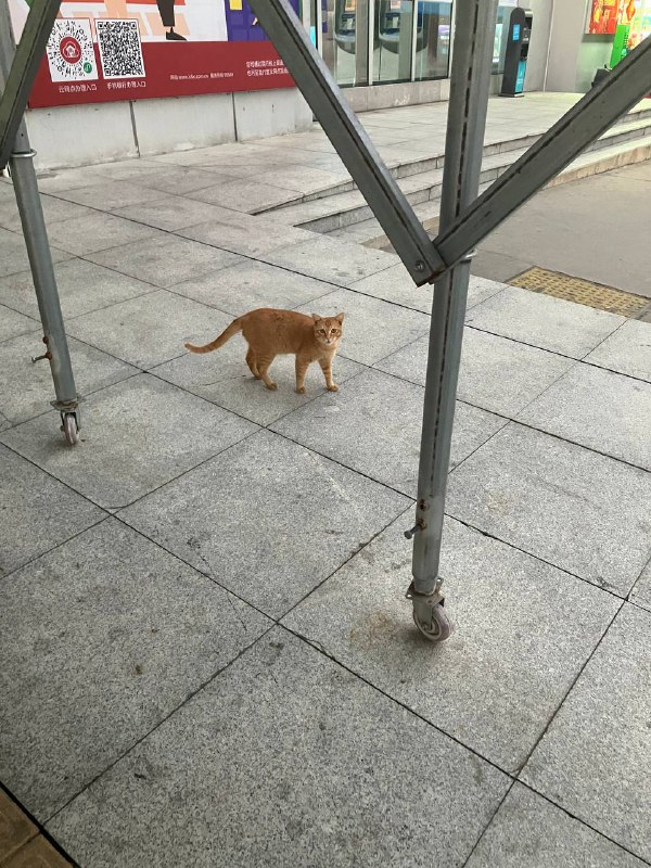 中山北猫猫